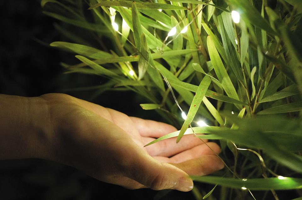 植物の力で発電する「ボタニカルライト」。未来のエネルギーとして注目される